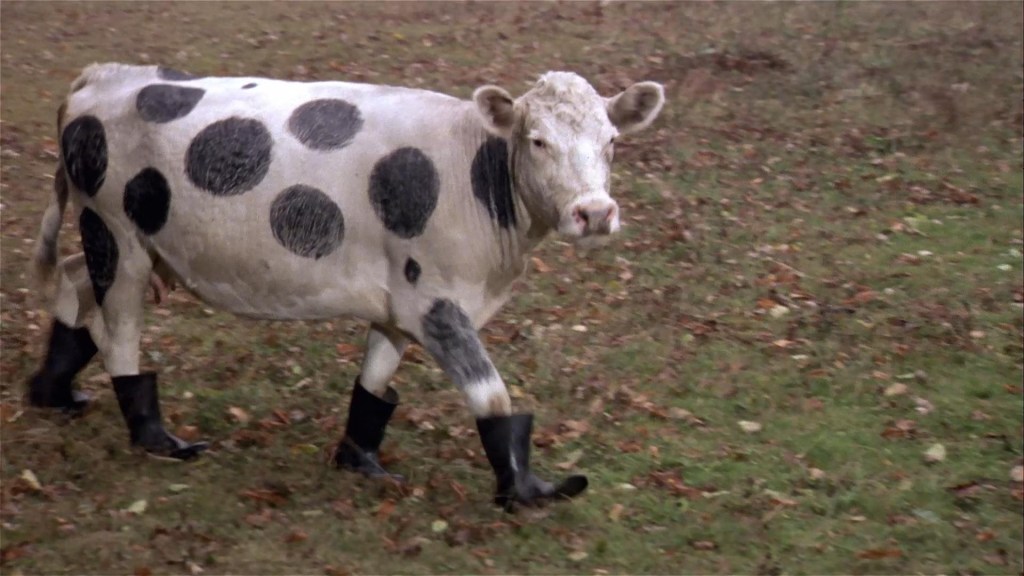 A cow walking across a field in boots, glaring at the camera like, What are you looking at?