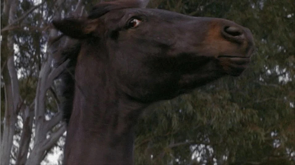 A close-up of the profile of a dark brown horse. It is looking to the side in such a way that makes it appear skeptical.